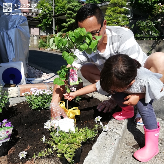 ハナミズキ植樹の様子