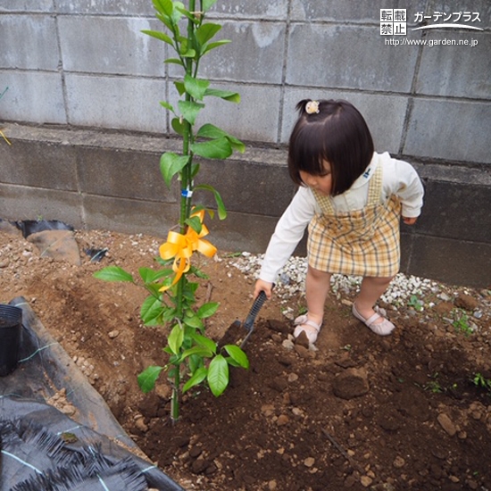 レモン植樹の様子