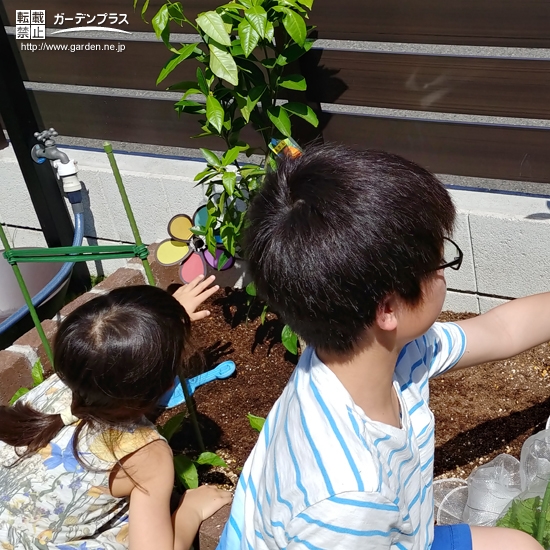 植樹の様子