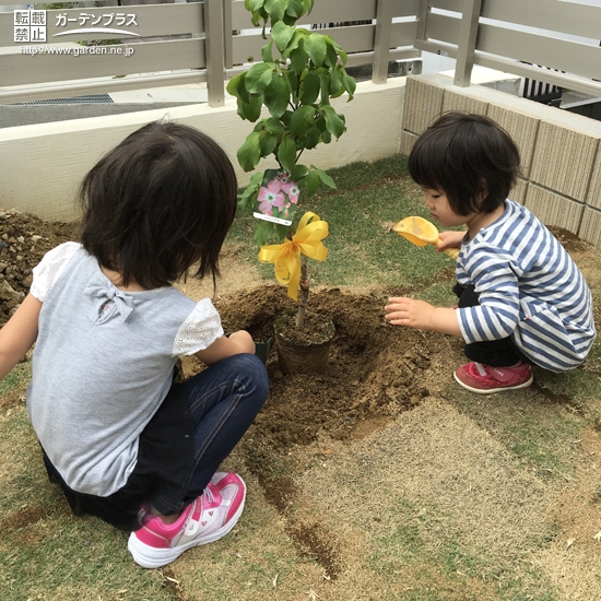記念樹植樹の様子