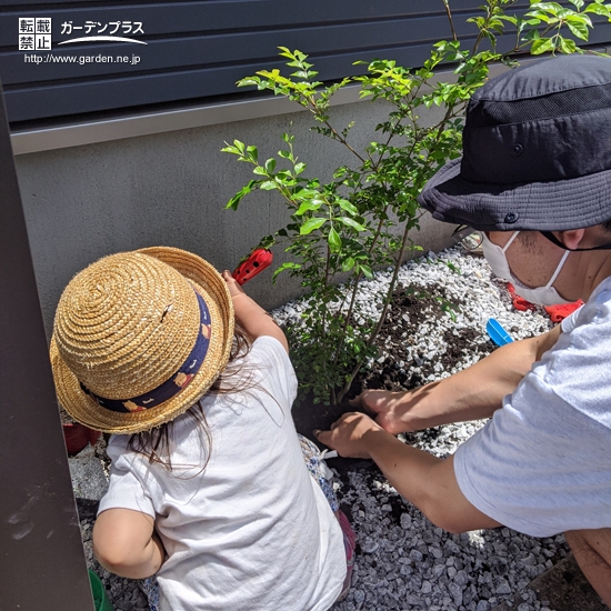 シマトネリコ植樹の様子