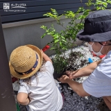 シマトネリコ植樹の様子