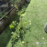 植樹後のブルーベリー