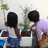 東京都町田市オリーブとジューンベリーの植樹風景