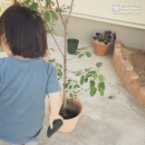 ジューンベリー植樹の様子①