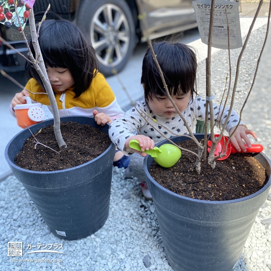 植樹の様子