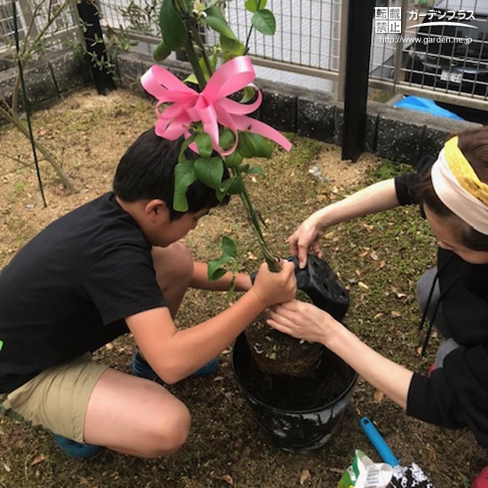 レモン植樹の様子