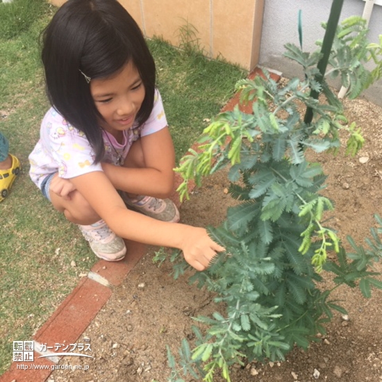 ミモザ植樹の様子