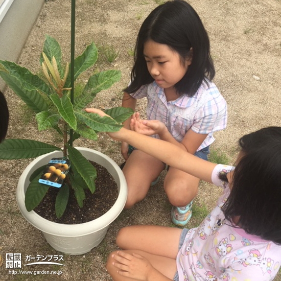 ビワ植樹の様子②