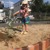 ミモザ植樹の様子