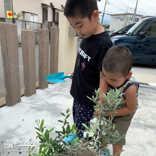 オリーブ植樹の様子