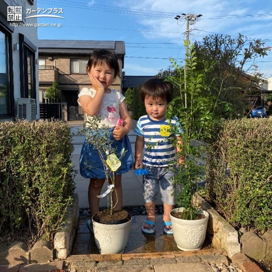 記念樹を植樹の様子②