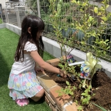 記念樹を植樹の様子