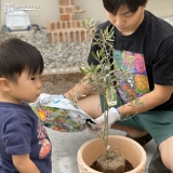 オリーブ植樹の様子