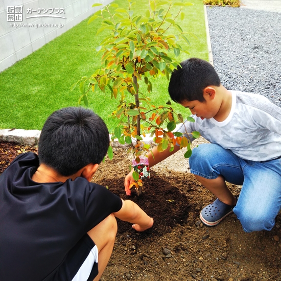 植樹の様子