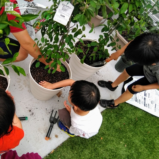 記念樹植樹の様子②