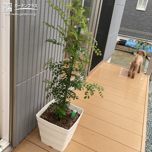 シマトネリコとウッドデッキ