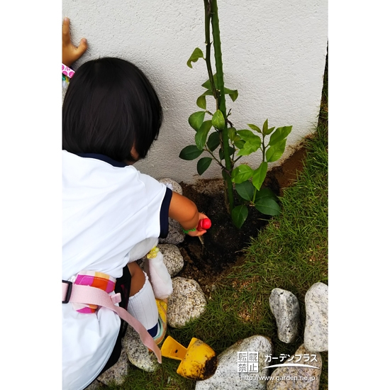 レモンの木を植樹