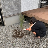 もみじ（カエデ）植樹の様子