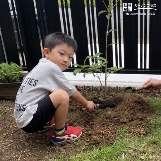 キンモクセイ植樹の様子