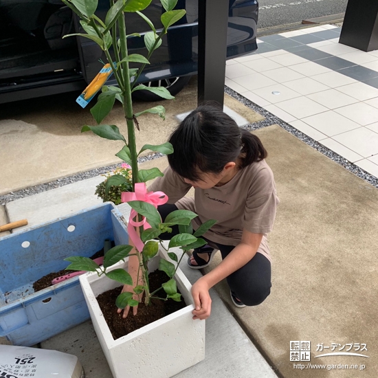 レモンを植樹する様子