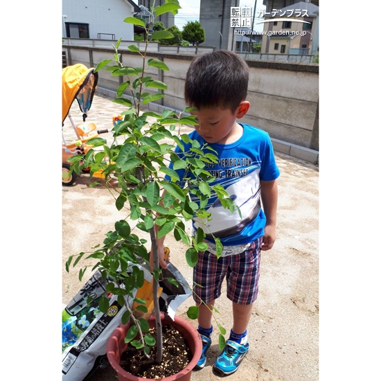 ジューンベリー植樹の様子