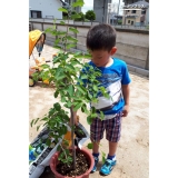 ジューンベリー植樹の様子