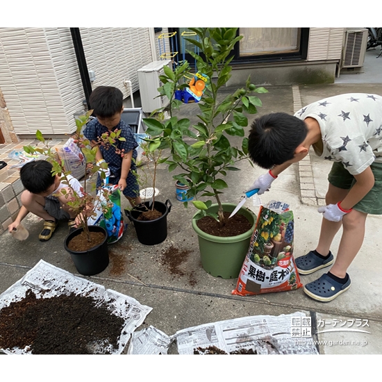 ブルーベリー、みかん植樹の様子