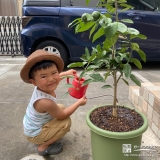 植樹したみかんに水やり