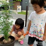 シマトネリコ植樹の様子