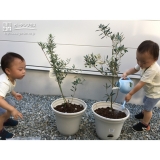 オリーブ植樹の様子①