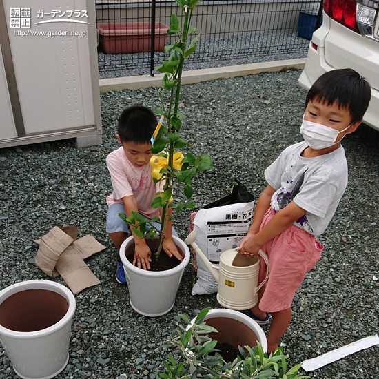 植樹の様子