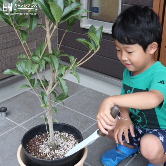 キンモクセイ植樹の様子