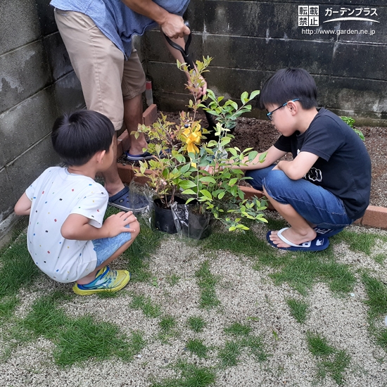 ブルーベリー植樹の様子