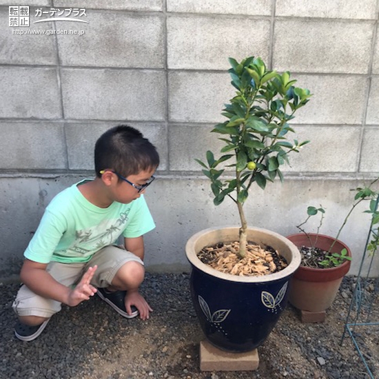 植樹後のキンカン