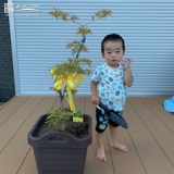 もみじ（カエデ）植樹の様子①