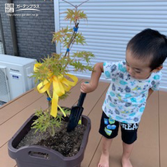 もみじ（カエデ）植樹の様子②