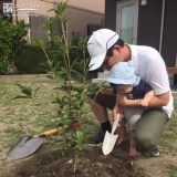 キンモクセイ植樹の様子①