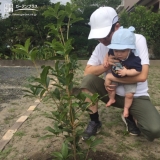 キンモクセイ植樹の様子②