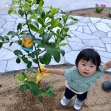 レモン植樹後のお写真