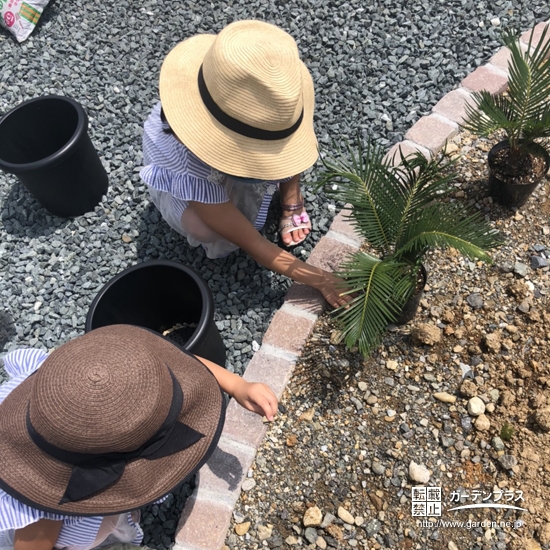 ソテツ植樹の様子