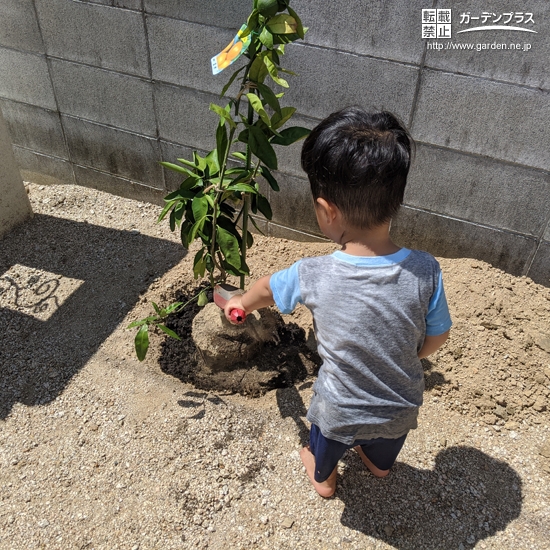 温州ミカン植樹の様子