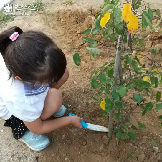 ジューンベリー植樹の様子