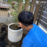 シマトネリコ植樹の様子