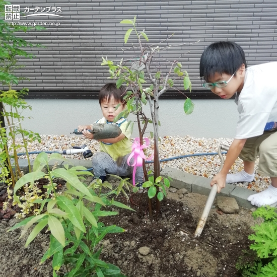 ジューベリー植樹の様子