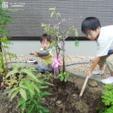 ジューベリー植樹の様子