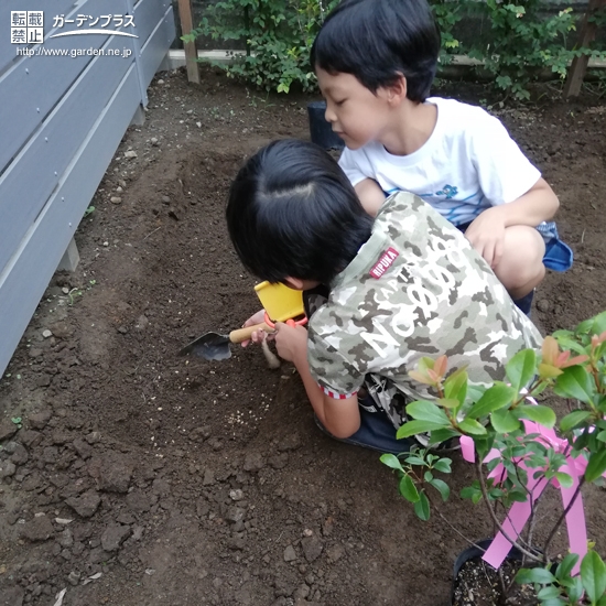 ヒメシャリンバイを植樹する様子