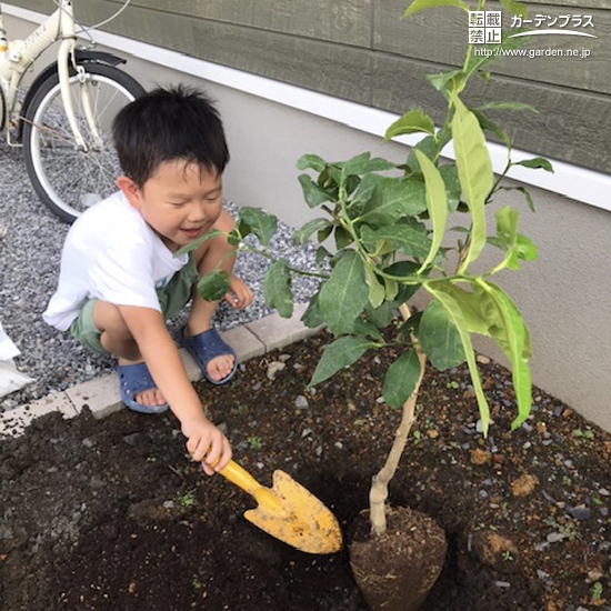 レモン植樹の様子