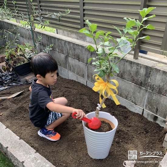 レモン植樹の様子