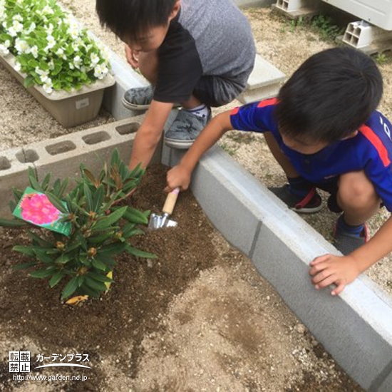 西洋シャクナゲ植樹の様子